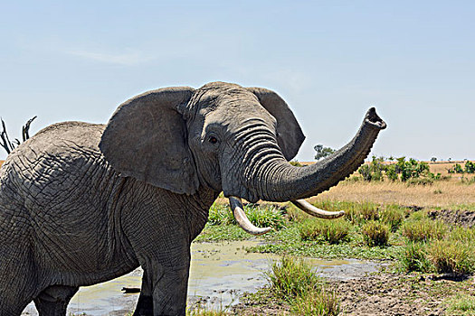 非洲,灌木,大象,非洲象,象鼻,马赛马拉国家保护区,肯尼亚