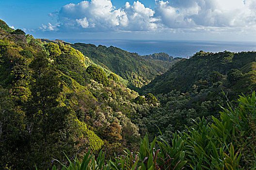 俯拍,山谷,毛伊岛,夏威夷,美国