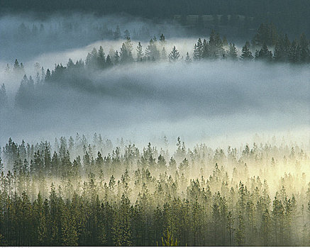 树林,雾,不列颠哥伦比亚省,加拿大