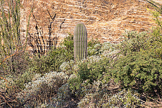 年轻,树形仙人掌,萨瓜罗国家公园,图森,亚利桑那,美国,北美
