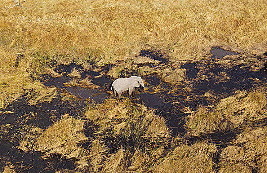 非洲象,母牛,淡水,湿地,航拍,奥卡万戈三角洲,莫雷米禁猎区,博茨瓦纳,非洲