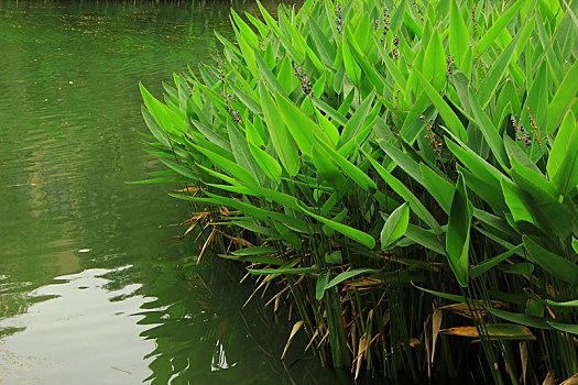 水中绿色植物