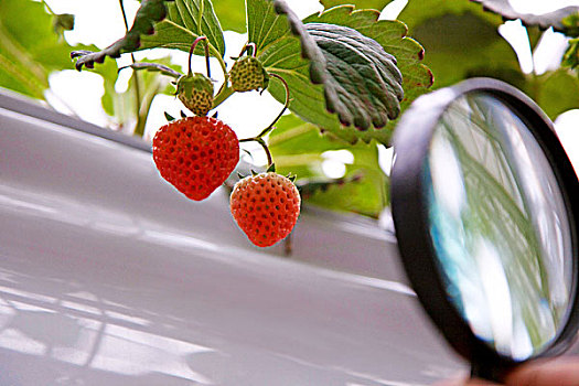 用放大镜看温室大棚中成熟的草莓