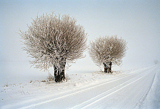 树,道路,积雪