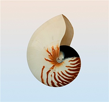 鹦鹉螺,隔绝,背景