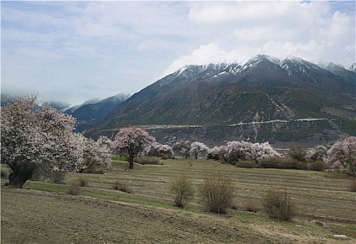 野桃花观赏圣地索松村