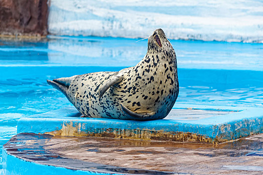 斑海豹