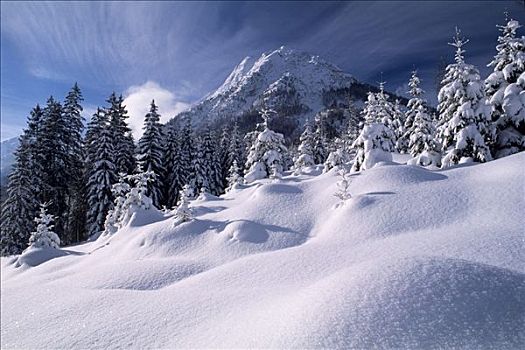 积雪,树,正面,勃兰登堡,阿尔卑斯山,北方,提洛尔,奥地利,欧洲