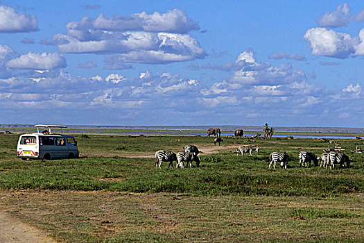 肯尼亚,安伯塞利国家公园,公园,游客,看,大象,斑马