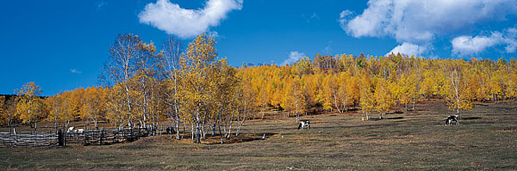 内蒙古呼伦贝尔草原的秋景
