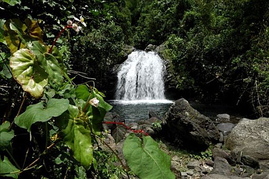 瀑布,树林,牙买加,加勒比海,中美洲