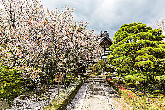 盛开,樱桃树,庙宇,岚山,京都,日本