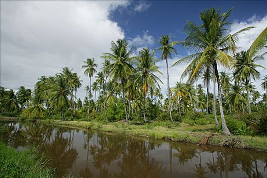 椰树,种植园,处理,乔治敦,圭亚那,南美