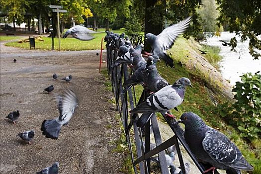 鸽子,公园,法国