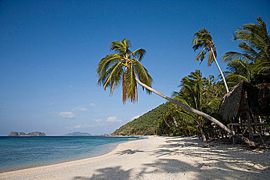 椰树,热带沙滩,爱妮岛,菲律宾