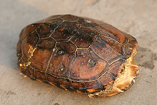 乌龟-龟壳