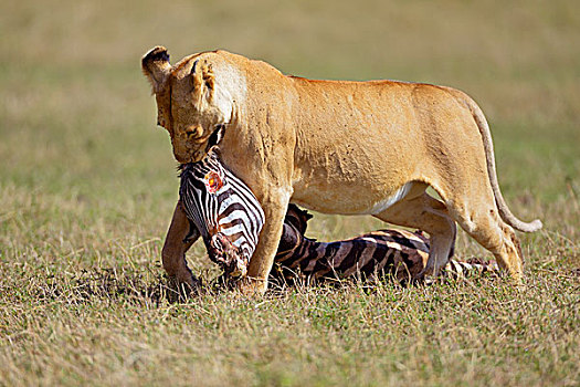 雌狮,狮子,拉拽,斑马,畜体,马赛马拉国家保护区,肯尼亚,非洲