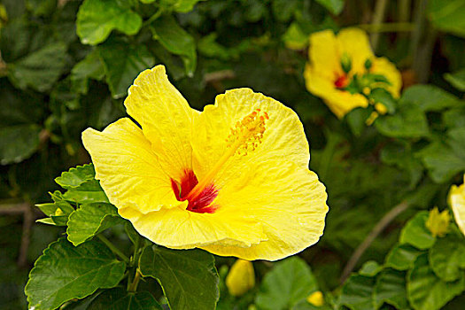 黄色,木槿,夏威夷,花,夏威夷大岛