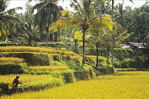 印度尼西亚,巴厘岛,景色,黄色,稻田
