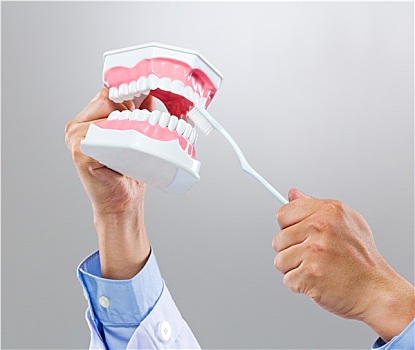 牙医,拿着,假牙,牙刷
