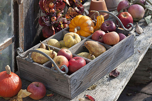 木盒,苹果,苹果树,梨,榅桲树
