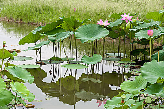 花,荷花