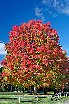 红枫,树,彩色,靠近,康科德,马萨诸塞