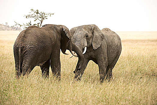 幼兽,雄性动物,大象,非洲象,打斗,塞伦盖蒂国家公园,坦桑尼亚