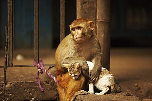 猴子,爱抚,猫,加德满都,尼泊尔