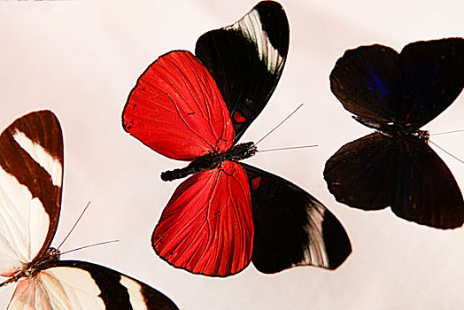蝴蝶,展示,圣达菲,新墨西哥,美国