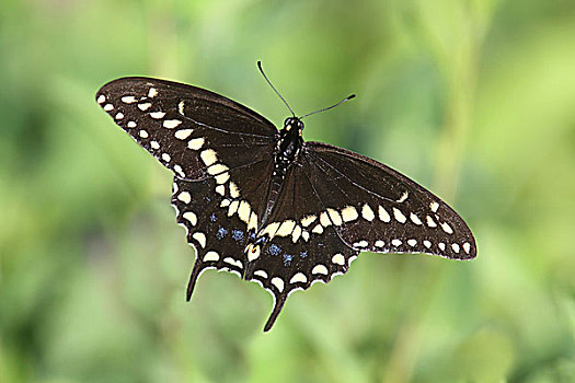 黑色,燕尾蝶