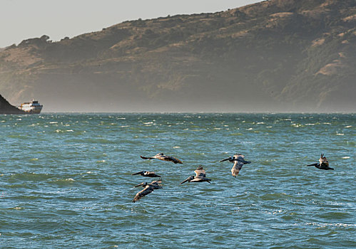 褐色鹈鹕,飞跃,太平洋,海洋,旧金山湾,山,船,背景
