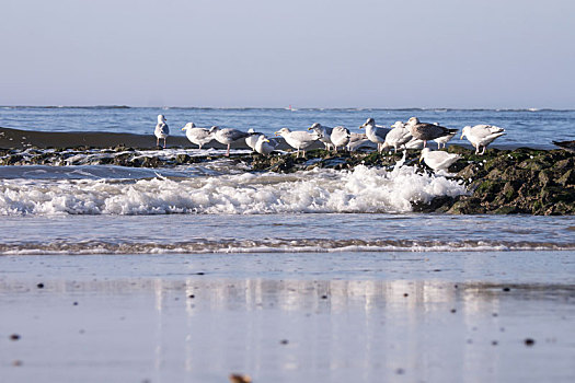 海鸥,海滩