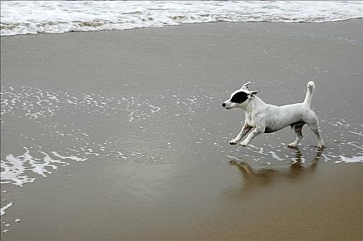 小,黑白,狗,跑,海滩