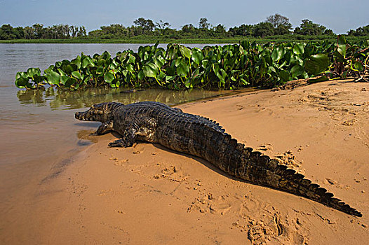 宽吻鳄,北方,潘塔纳尔,巴西