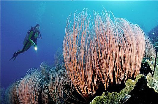潜水者,珊瑚礁,巴布亚新几内亚