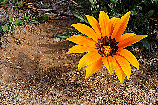 花,大,荒芜,国家公园,澳洲南部,澳大利亚