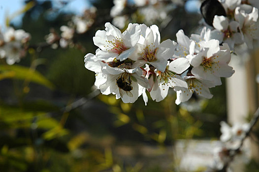 杏花,西班牙