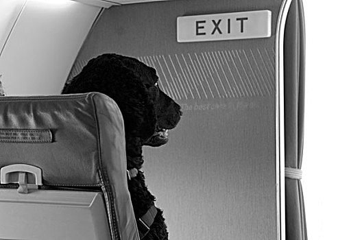 黑色,狗,坐,靠近,出口,标识,飞机