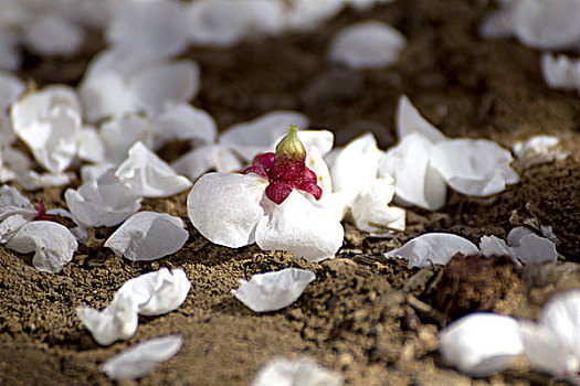 地面上散落的白色花瓣