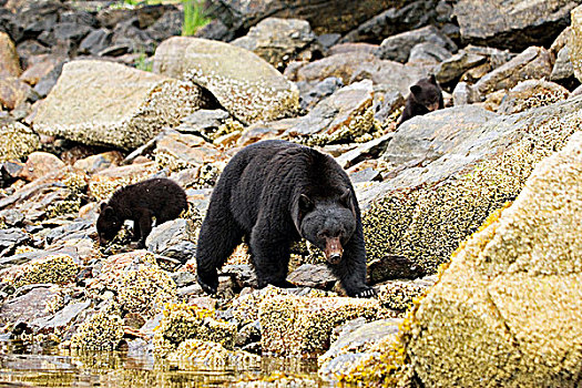 妈妈,黑熊,美洲黑熊,幼兽,觅食,海岸线,靠近,温哥华岛,不列颠哥伦比亚省,加拿大