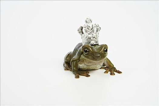 青蛙,王子
