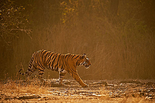 野生,孟加拉虎,印度虎,虎,走,岩石,小路,干燥,树林,逆光,拉贾斯坦邦,国家公园,印度,亚洲
