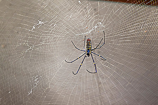 蜘蛛,蜘蛛网,泰国,亚洲