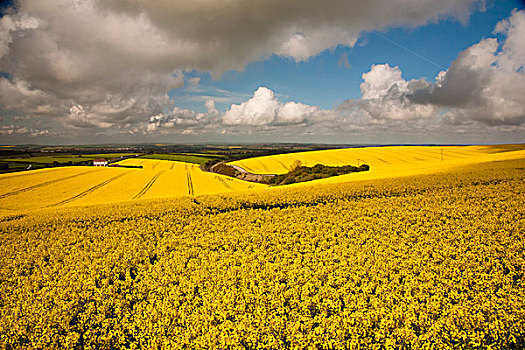 英格兰,亮黄色,风景,土地,油菜