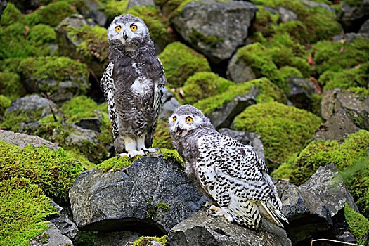 雪鸮,两个,雏鸟,俘获,莱茵兰普法尔茨州,德国,欧洲