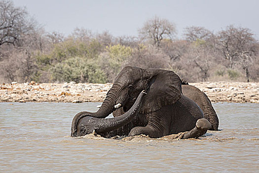 纳米比亚,埃托沙国家公园,水坑,两只,象,浴,玩,水中,画廊