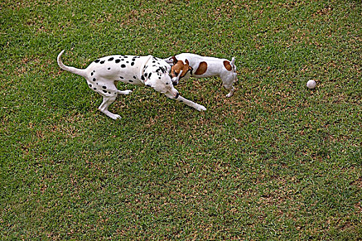杰克罗素狗,斑点狗,狗,玩,草坪,纳米比亚