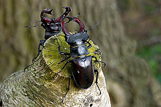 鹿角虫,锹形虫,上艾瑟尔省,荷兰