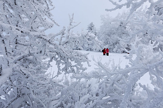 雪色世界